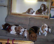 thesixgreenebassets.jpg