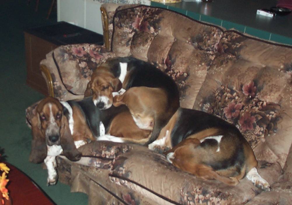 pileofbassets.jpg